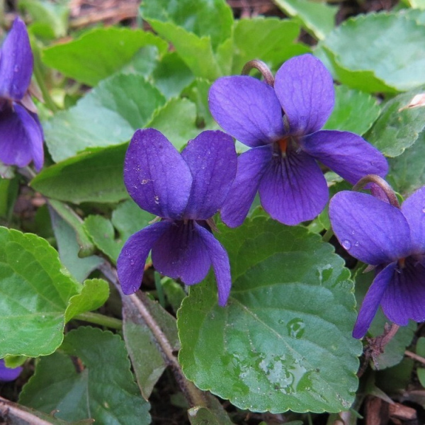 Viola odorata / Фиалка душистая | Атлас цветущих растений