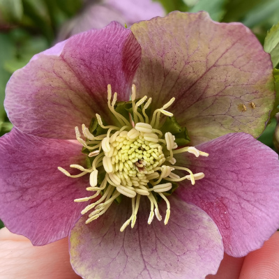 Морозник №2