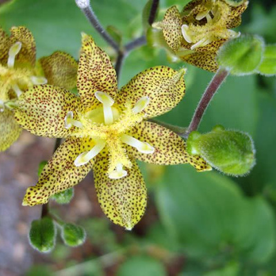 Трициртис желтый (садовая орхидея)