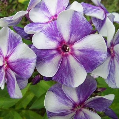 ФЛОКС ГЖЕЛЬ