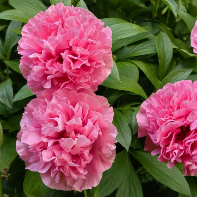 ПИОН Carnation Bouquet