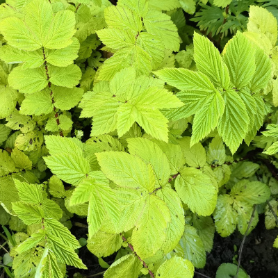 ЛАБАЗНИК АУРЕА