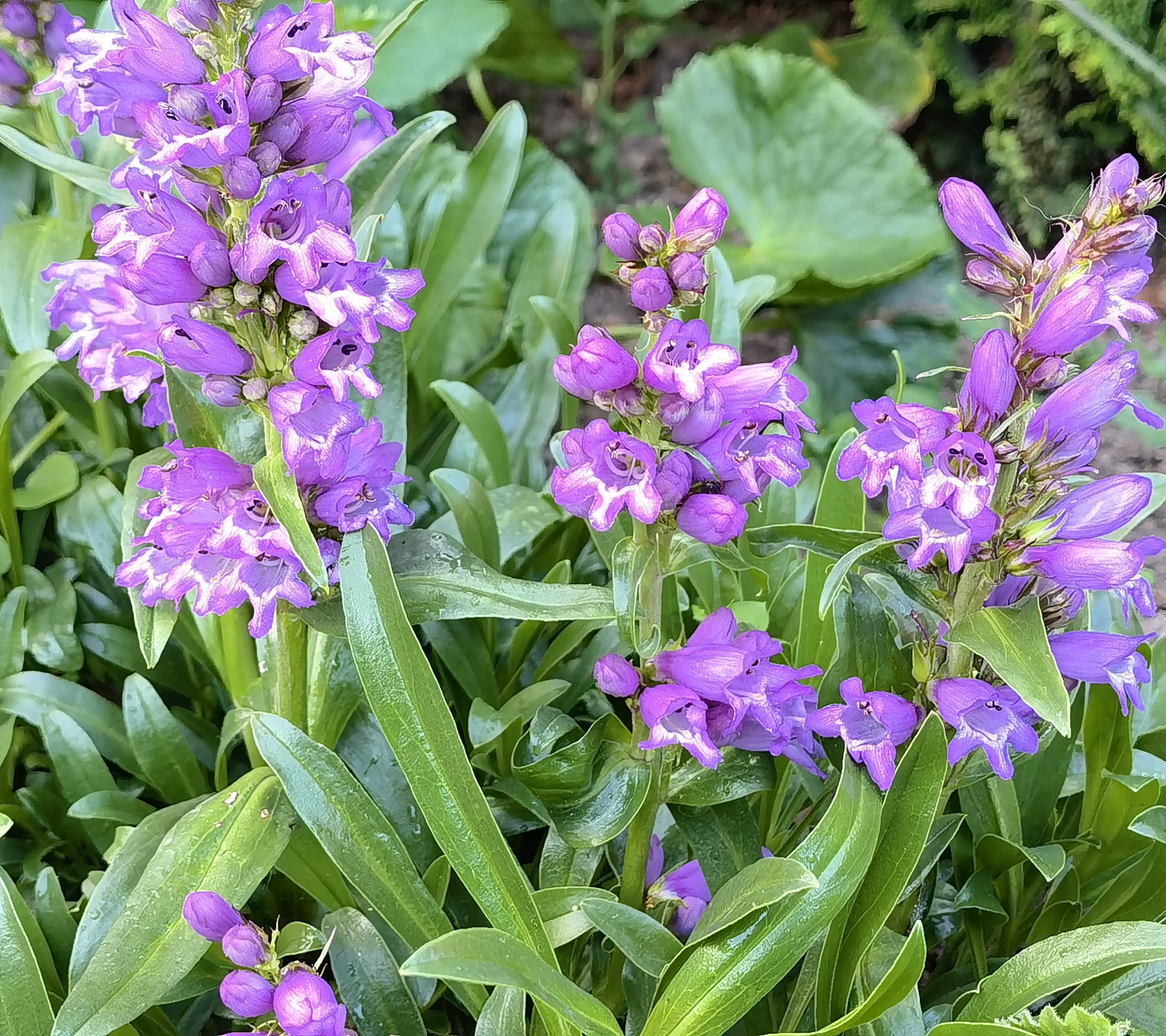 Penstemon Azureus