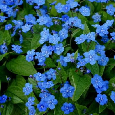 ПУПОЧНИК ВЕСЕННИЙ