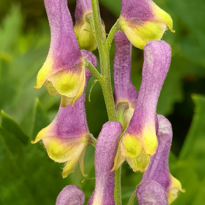 АКОНИТ ПУРПЛ СПАРРОУ