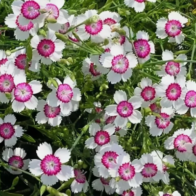 ГВОЗДИКА ТРАВЯНКА АРКТИК ФАЕР