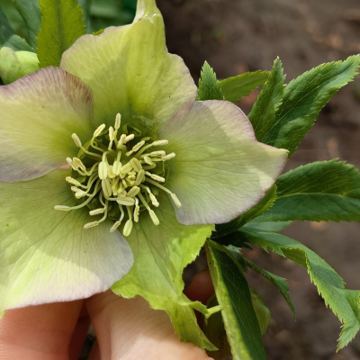 Морозник №1