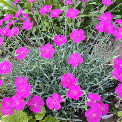 ГВОЗДИКА АЛЬПИЙСКАЯ