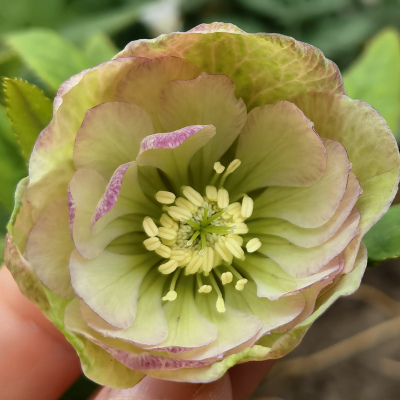 Морозник №4