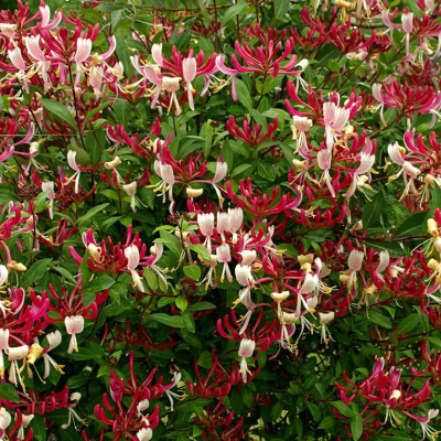 ЖИМОЛОСТЬ ВЬЮЩАЯСЯ