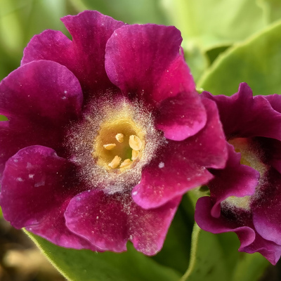 ПРИМУЛА АУРИКУЛА EDEN FANFARE