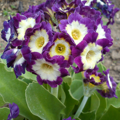 ПРИМУЛА УШКОВАЯ №5