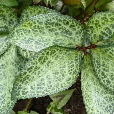 МОРОЗНИК ПЕСТРОЛИСТНЫЙ