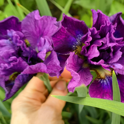 ИРИС СИБИРСКИЙ ТАМБЛ БАГ