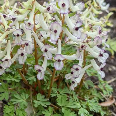 ХОХЛАТКА ОЗОРНИЦА