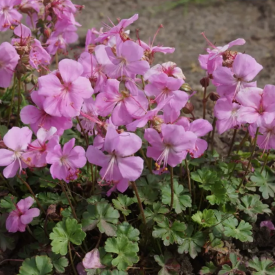 ГЕРАНЬ ДАЛМАТСКАЯ