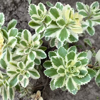 ОЧИТОК АТЛАНТИС