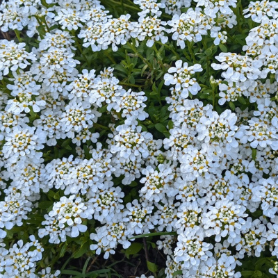 ИБЕРИС ВЕЧНОЗЕЛЕНЫЙ