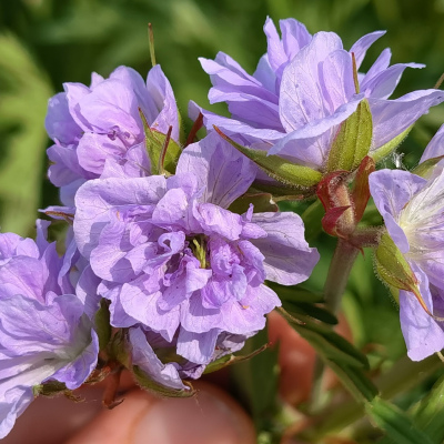ГЕРАНЬ КЛАУД НАЙН