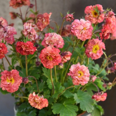 ГРАВИЛАТ БОГЕМА ПИНК