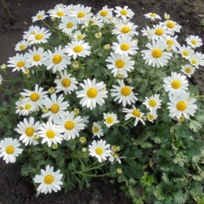 ДЕНДРАНТЕМА АРКТИЧЕСКАЯ